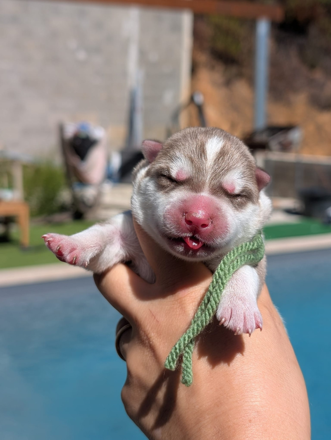 Lupu Di Castagniccia - Chiots disponibles - Siberian Husky