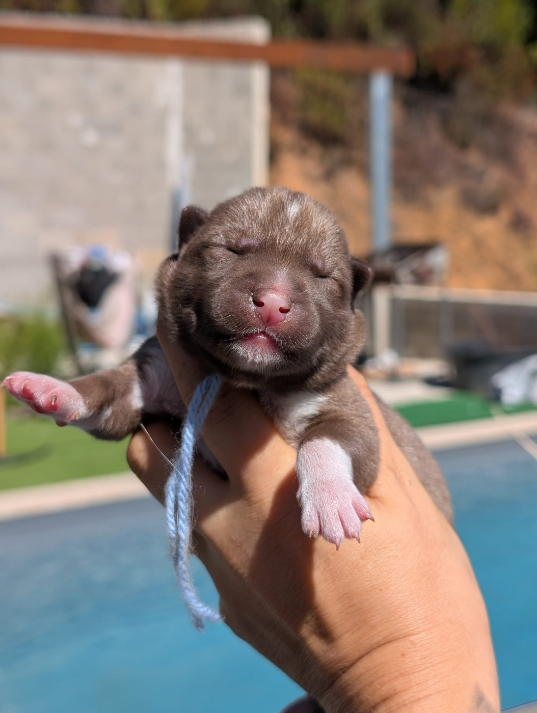 Lupu Di Castagniccia - Chiots disponibles - Siberian Husky