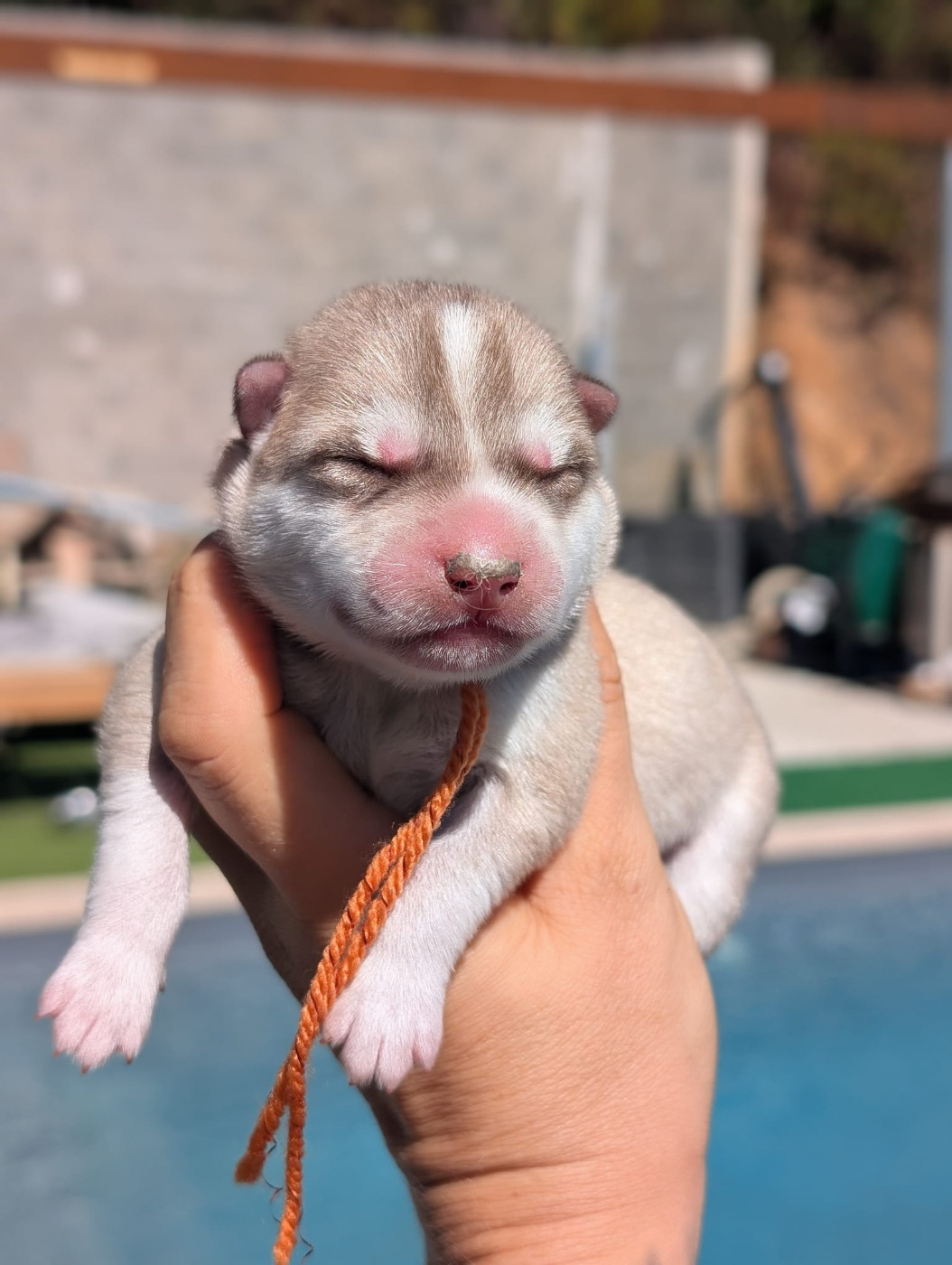 Lupu Di Castagniccia - Chiots disponibles - Siberian Husky