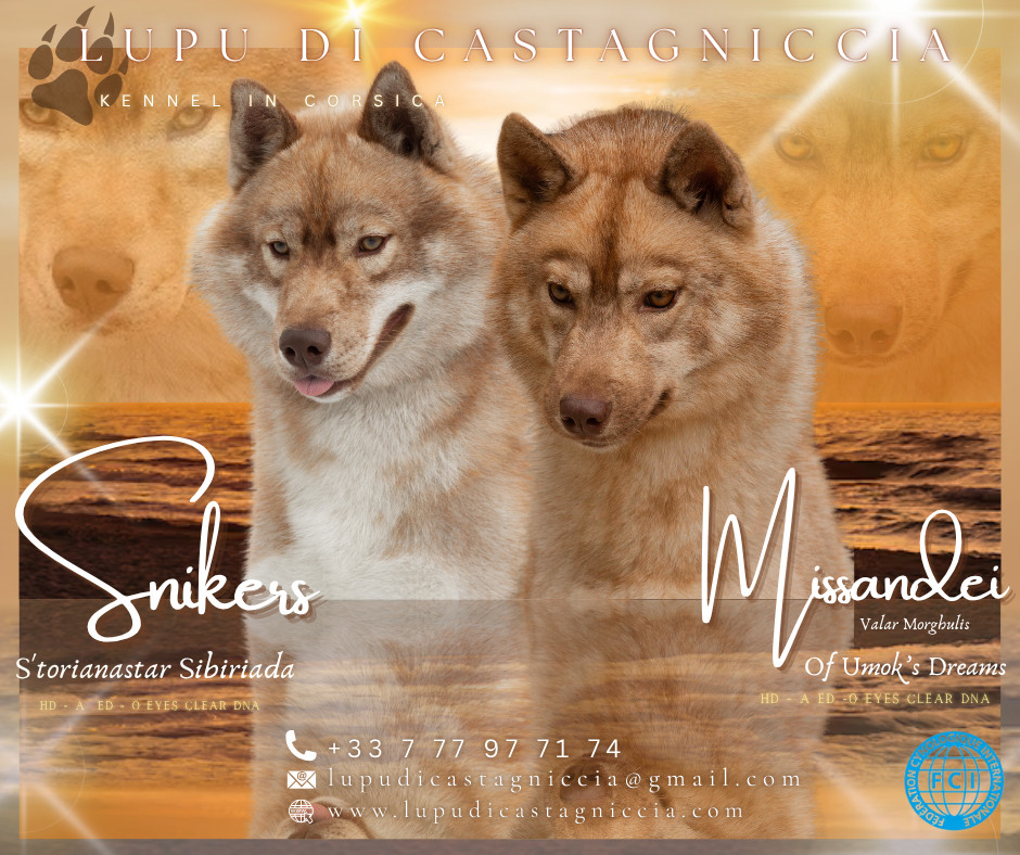 Chiot Siberian Husky Lupu Di Castagniccia
