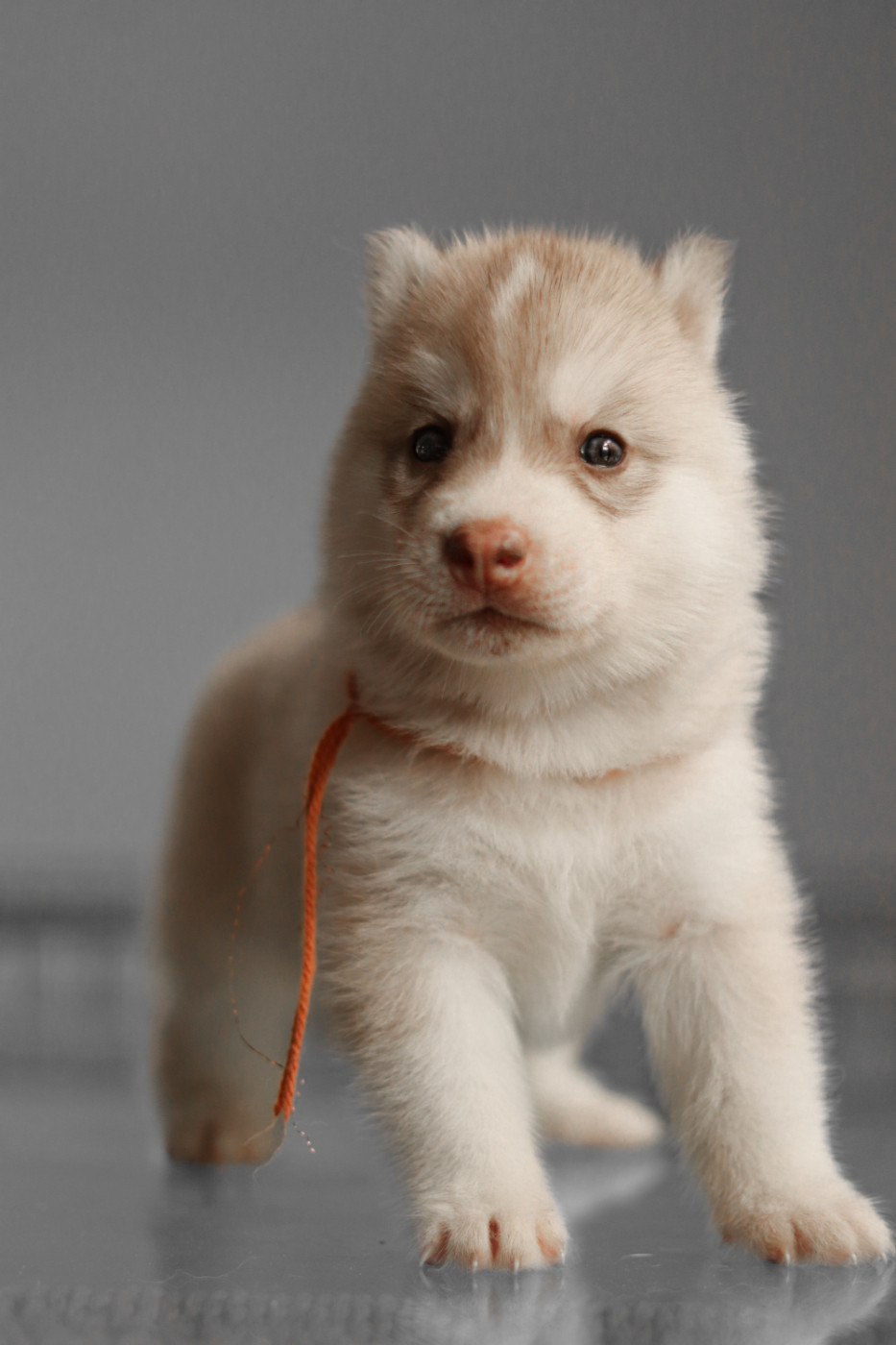 Lupu Di Castagniccia - Chiots disponibles - Siberian Husky