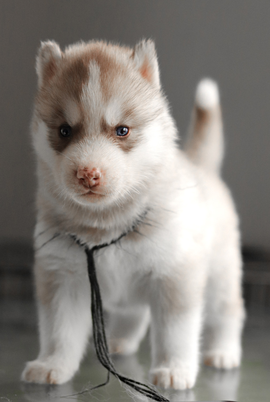 Lupu Di Castagniccia - Chiots disponibles - Siberian Husky
