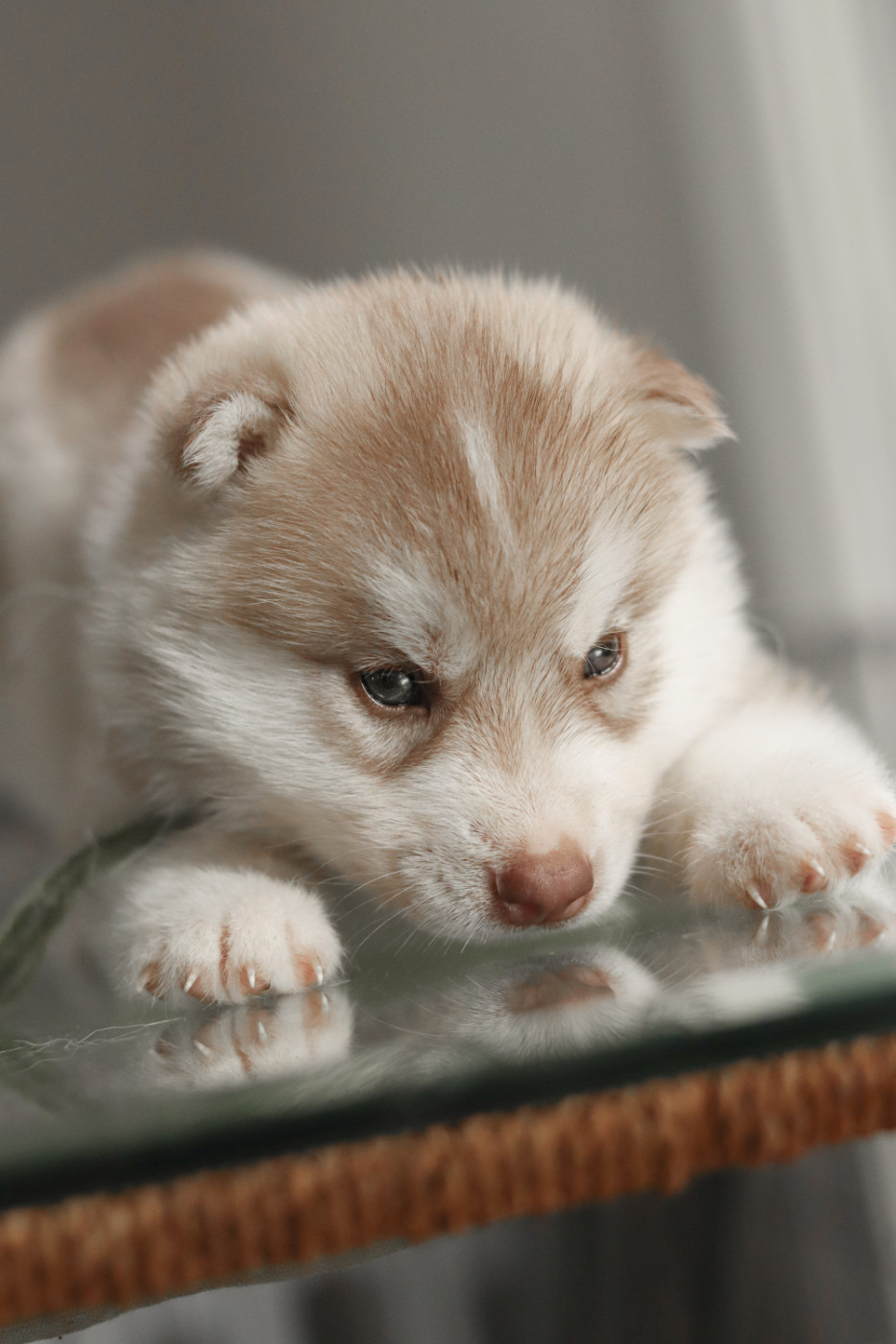 Lupu Di Castagniccia - Chiots disponibles - Siberian Husky