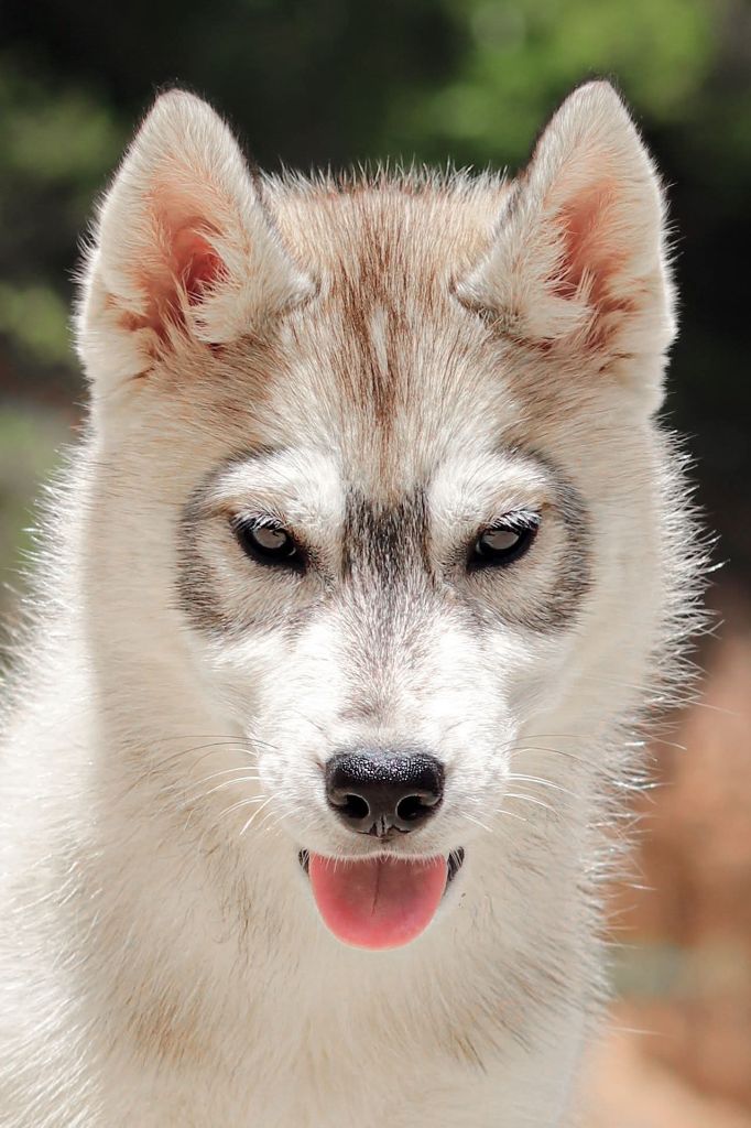 Lupu Di Castagniccia - Chiots disponibles - Siberian Husky