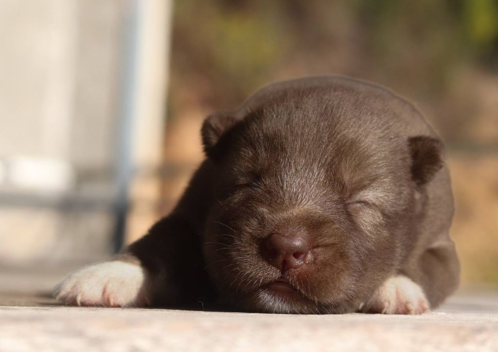 Lupu Di Castagniccia - Chiots disponibles - Siberian Husky