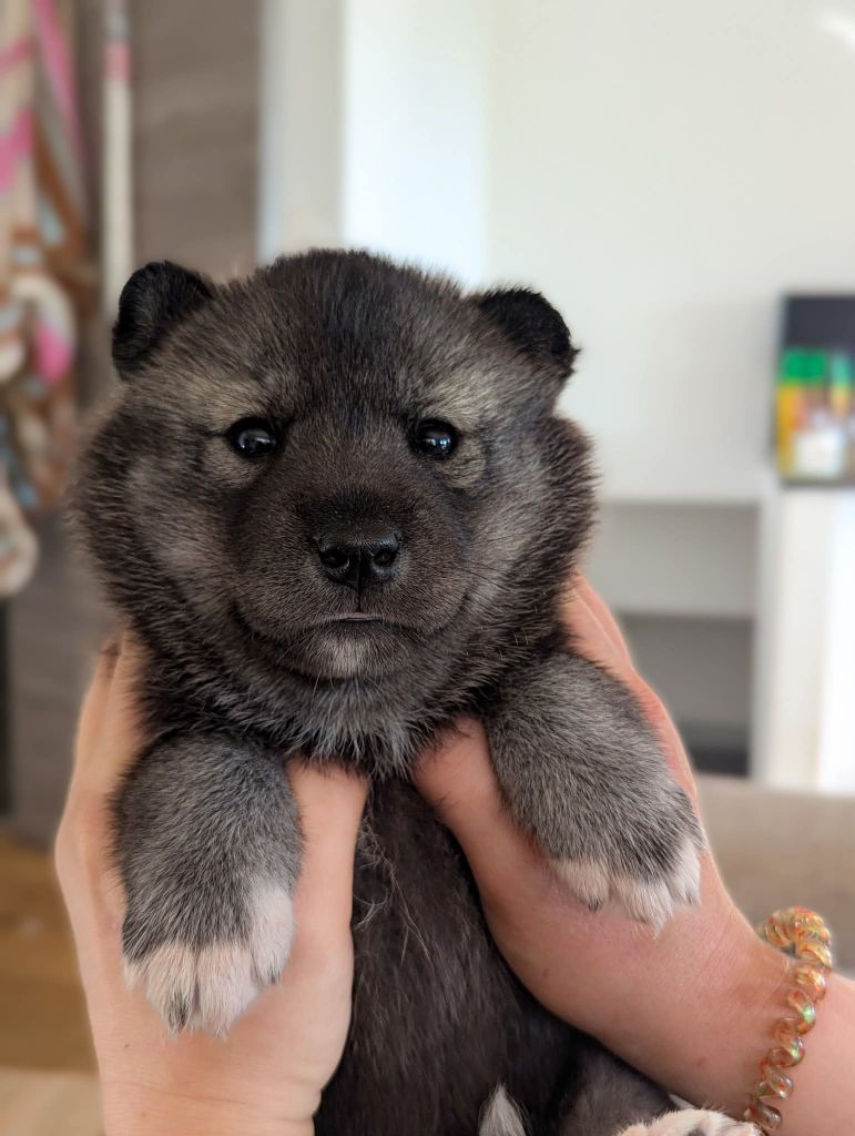 Lupu Di Castagniccia - Chiots disponibles - Siberian Husky