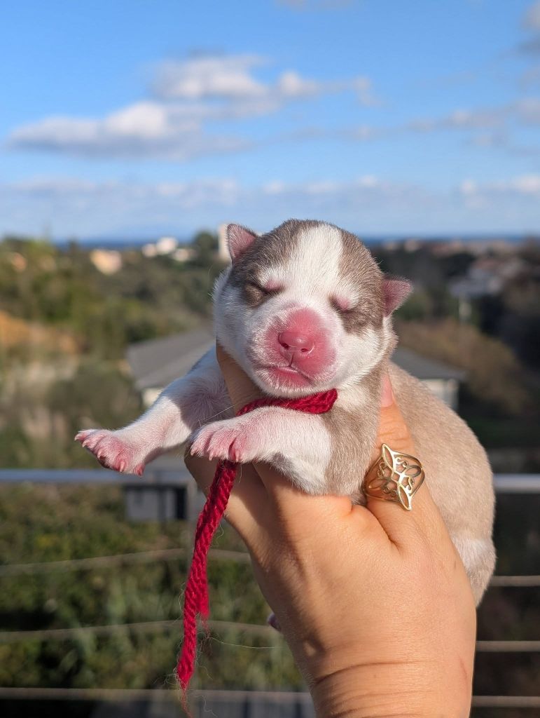 Lupu Di Castagniccia - Chiots disponibles - Siberian Husky
