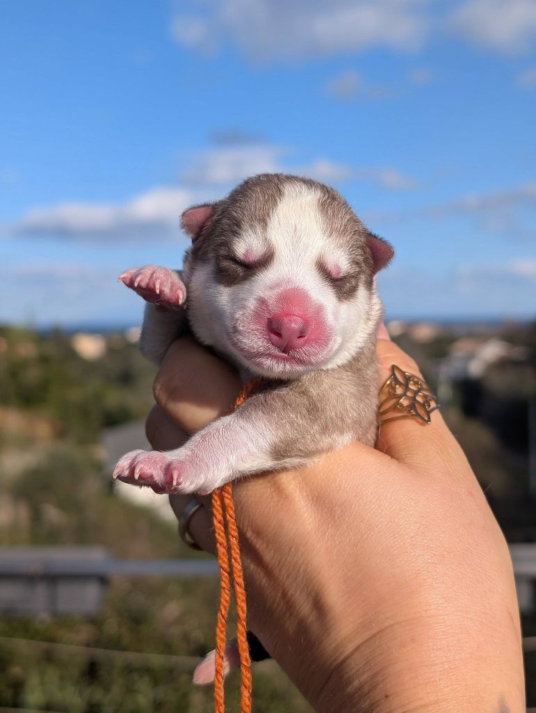 Lupu Di Castagniccia - Chiots disponibles - Siberian Husky