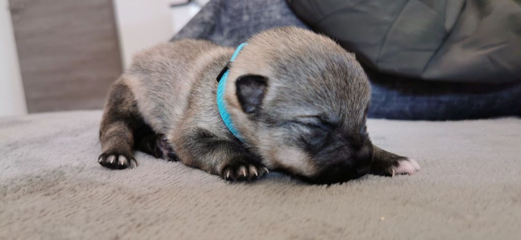 Lupu Di Castagniccia - Spitz des Visigoths - Portée née le 24/02/2022