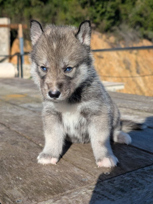 A Upendi Kovu Lupu Di Castagniccia