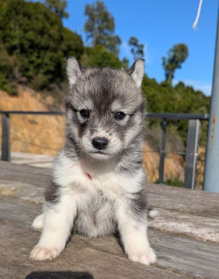 A Thirst For Revenge Zira Lupu Di Castagniccia