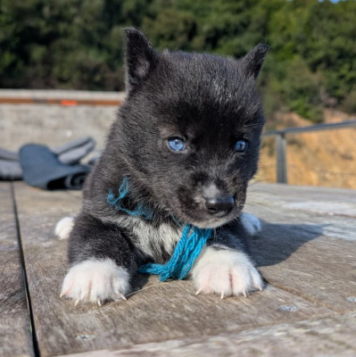 The Black Légende Bagheera Lupu Di Castagniccia