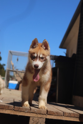 BANJO