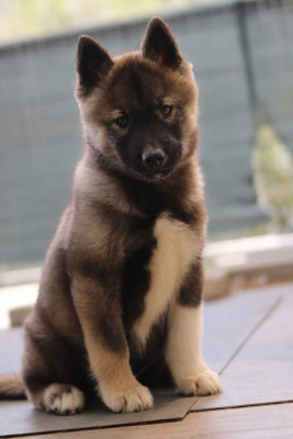 Balto Lupu Di Castagniccia