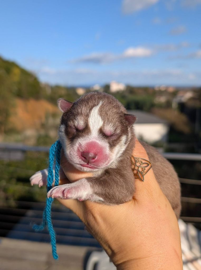 Lupu Di Castagniccia - Chiots disponibles - Siberian Husky