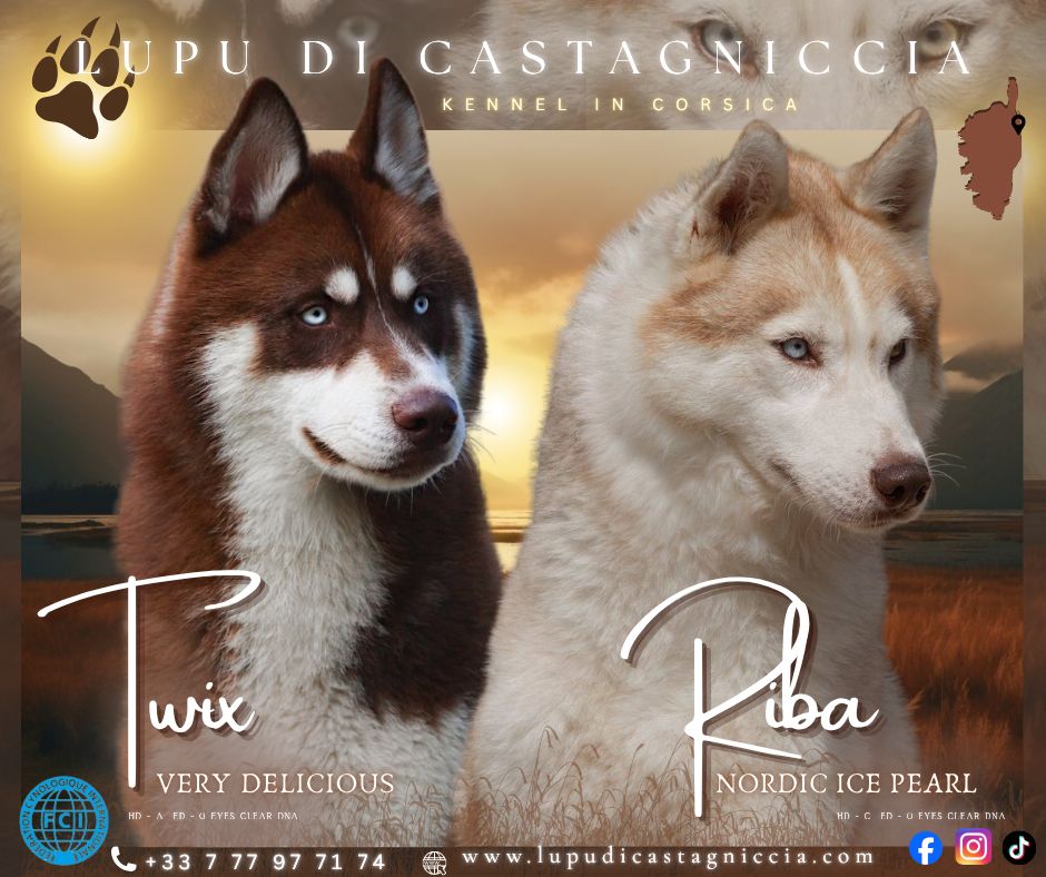 Chiot Siberian Husky Lupu Di Castagniccia