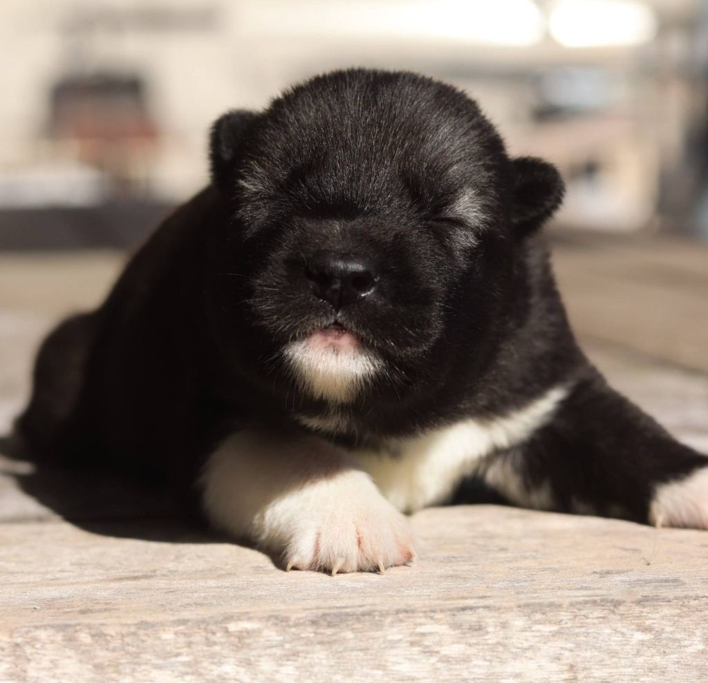 Lupu Di Castagniccia - Chiots disponibles - Siberian Husky